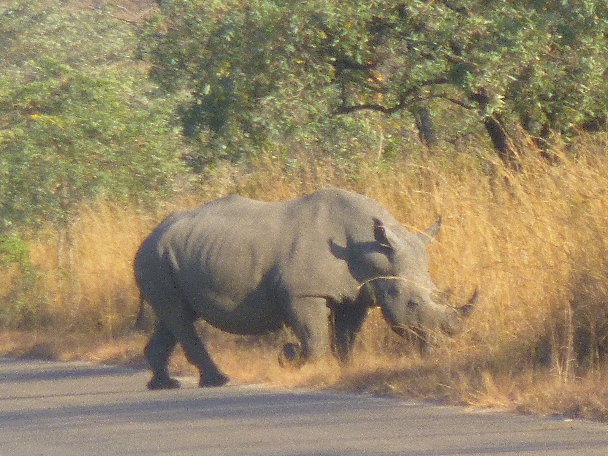 Kruger National Park Flickr Show