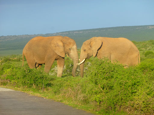 Addo Elephant Park